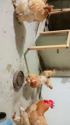 Golden Buff Pair For sale
