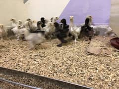 Bantam  chicks