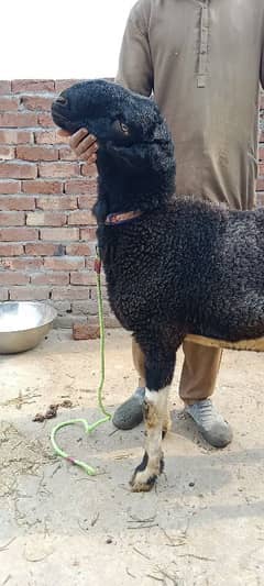 Beautiful sheep