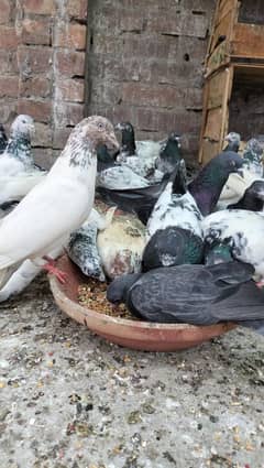 Breeder kabotar Whatsapp 0/3/3/4/9/7/4/8/4/6/7