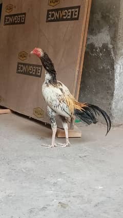 Aseel