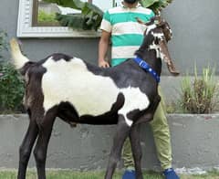 Bakra | Goat | Nawab Shah | Heavy weight Bakra