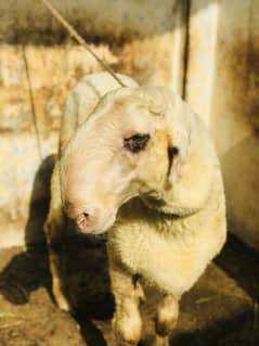 Dhumba Gulabi Mundra For sale