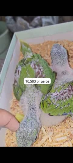 raw jambo size kashmiri chicks 03240045535