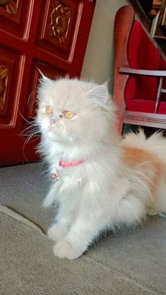 persian punch face female