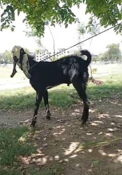 Qurbani ka Bakra