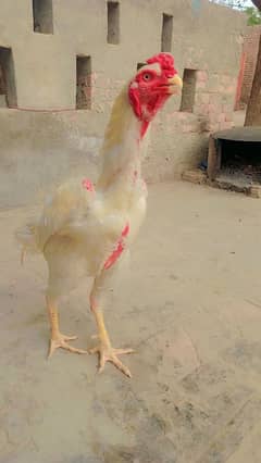 shamo