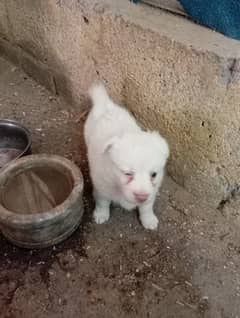 russian puppy