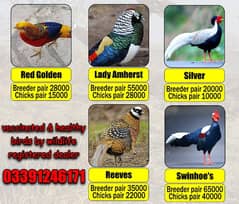 fancy birds |golden birds |sliver birds | chicks| breeder pair | hens