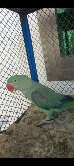 kashmiri raw parrots