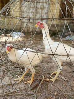 Aseel Heera pair urgent sale