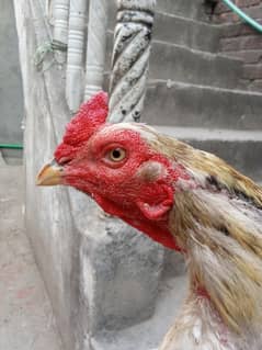 aseel lasani madii pure madii urgently sale for serious buyer