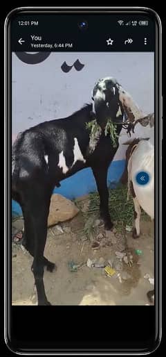 bakra