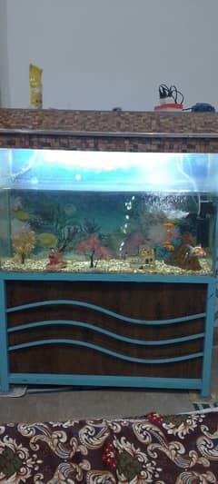 Gold fish