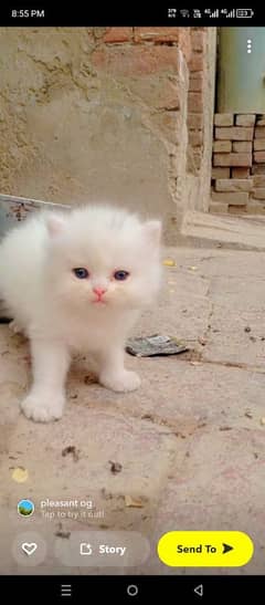 Persian cat for sale male or female my WhatsApp 0335=071=96=81
