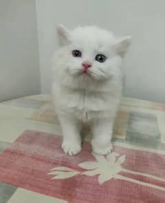 Adopt Odd eyes Persian Kitten | Fluffy kittens cat | 03332540881