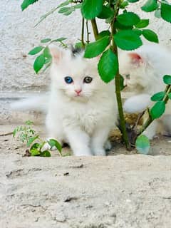 Adopt Odd eyes Persian Kitten | Fluffy kittens cat | 03332540881