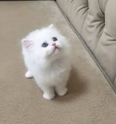 Adopt Odd eyes Persian Kitten | Fluffy kittens cat | 03332540881