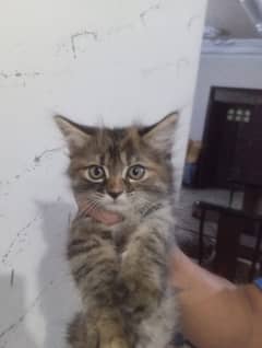 urgent sell 2 females kittens (0334-3807662)