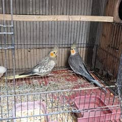 Cockatiel