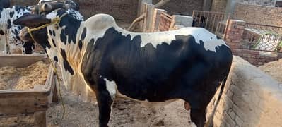 QURBANI