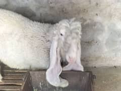 Kajla