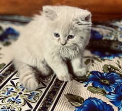 Doll face persian Cat