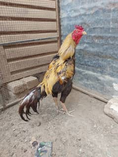 murga
