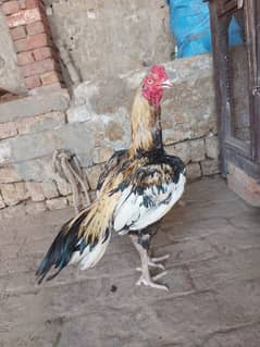 murga