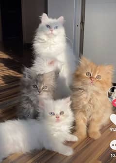 Persian cat for sale male or female my WhatsApp 0335=071=96=81