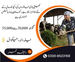 چکوال میں کھیتی باڑی جانوروں کی دیکھ بھال. تنخواہ 30000