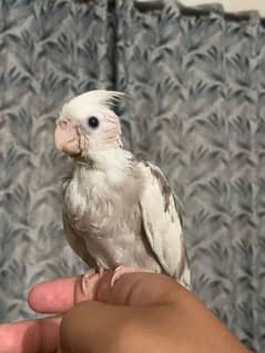 V-pied chicks for sale