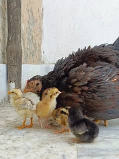 aseel/murgi aseel/chicks aseel/choza Desi/hen aseel hen with Chicks