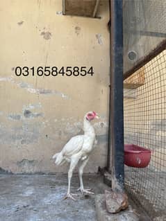 Pure paper white heera aseel chicks and pathy