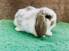 Teady bear holland loop fancy rabbits extream quality