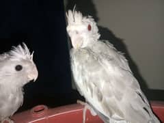 cocktail hand tame chicks