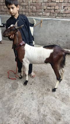 65000 urgent sale 2 dant