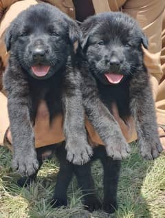 German Shepherd Pair / German Shepherd Double Coat Puppies
