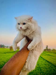 DOUBLE COTED PERSHEAN CAT