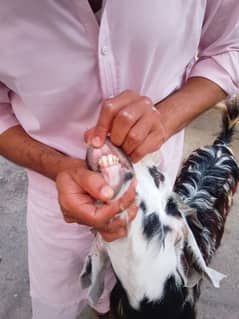 phari cross/Nachi and taddi goats/Qurbani ki Goats/Goat For Sale
