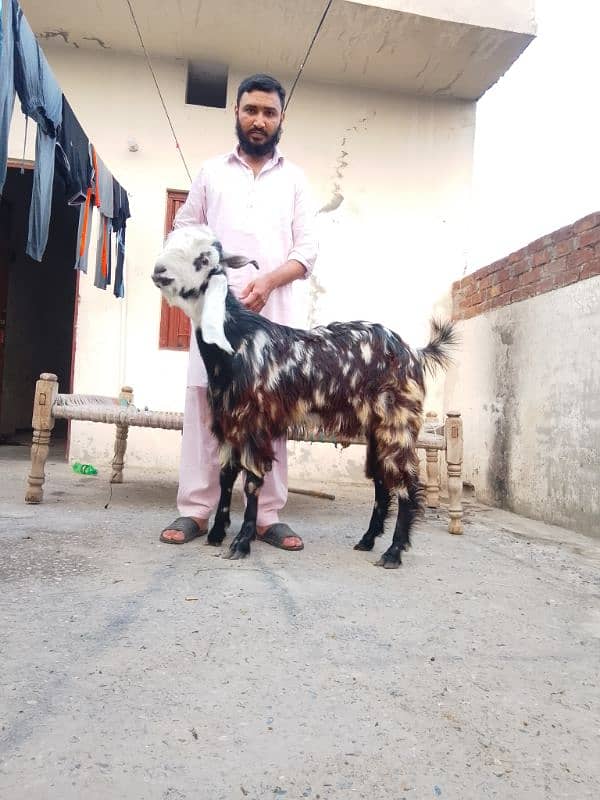 phari cross/Nachi and taddi goats/Qurbani ki Goats/Goat For Sale 1