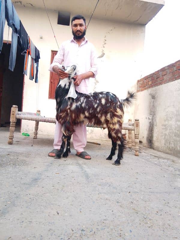 phari cross/Nachi and taddi goats/Qurbani ki Goats/Goat For Sale 2