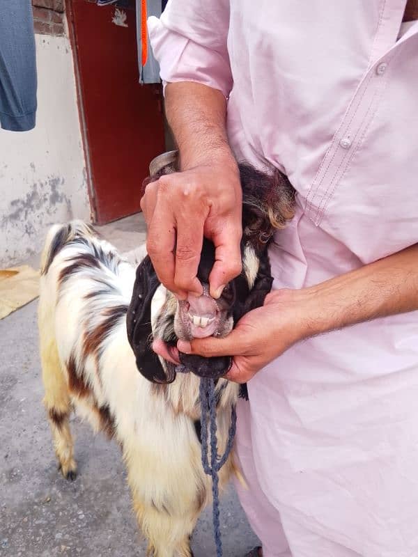phari cross/Nachi and taddi goats/Qurbani ki Goats/Goat For Sale 3