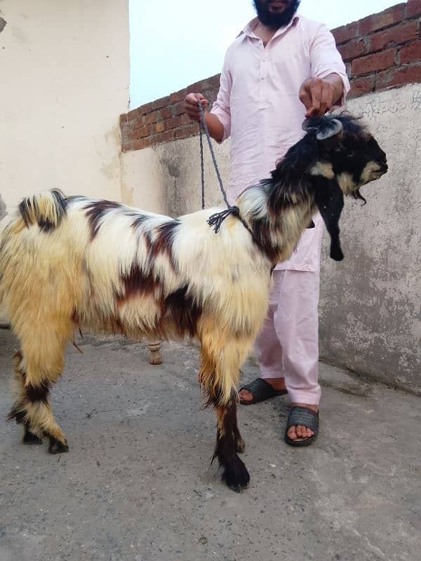 phari cross/Nachi and taddi goats/Qurbani ki Goats/Goat For Sale 4