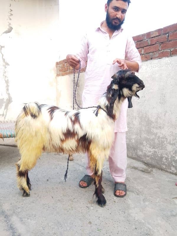 phari cross/Nachi and taddi goats/Qurbani ki Goats/Goat For Sale 5