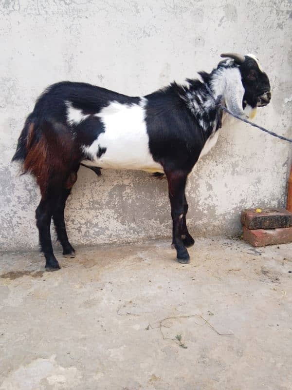 phari cross/Nachi and taddi goats/Qurbani ki Goats/Goat For Sale 7