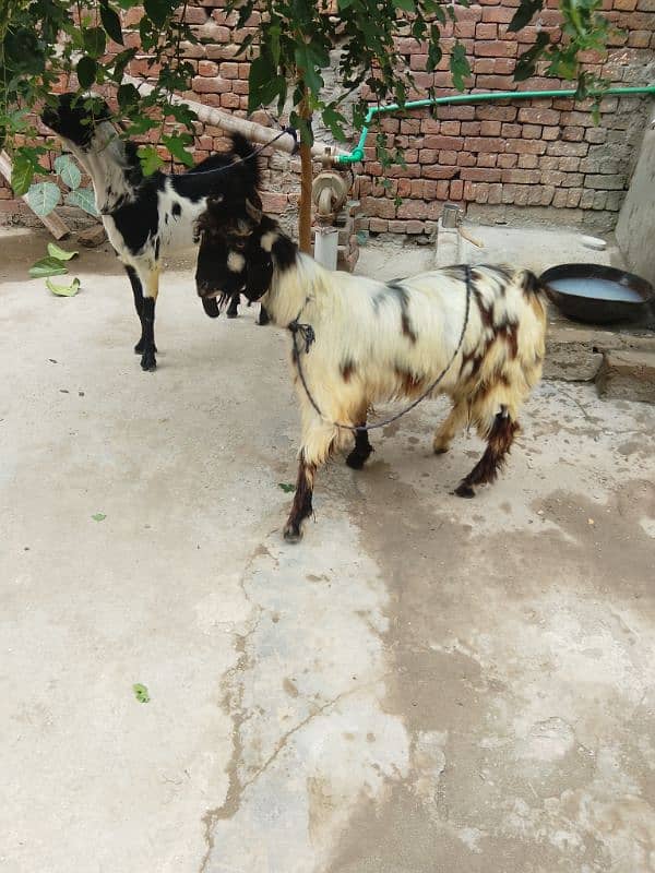 phari cross/Nachi and taddi goats/Qurbani ki Goats/Goat For Sale 9