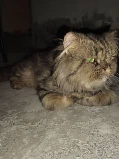 Persian 3 cott