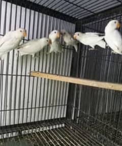 Albino red eyes 3 piece Albino black Eyes 3 piece