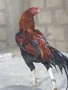 Aseel murga 5 baze jeta ha or 2 hara ha